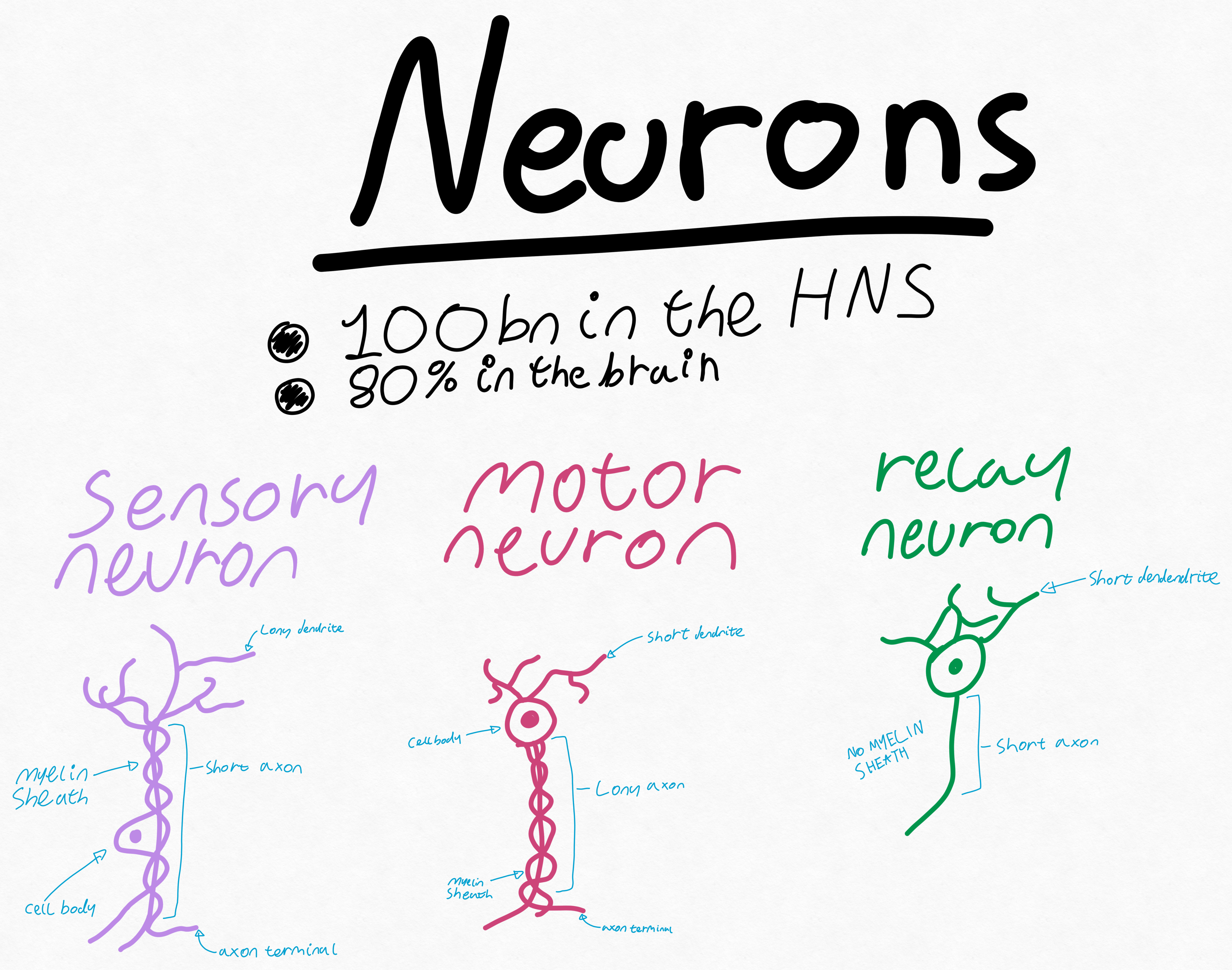 Neuron Diagrams.png